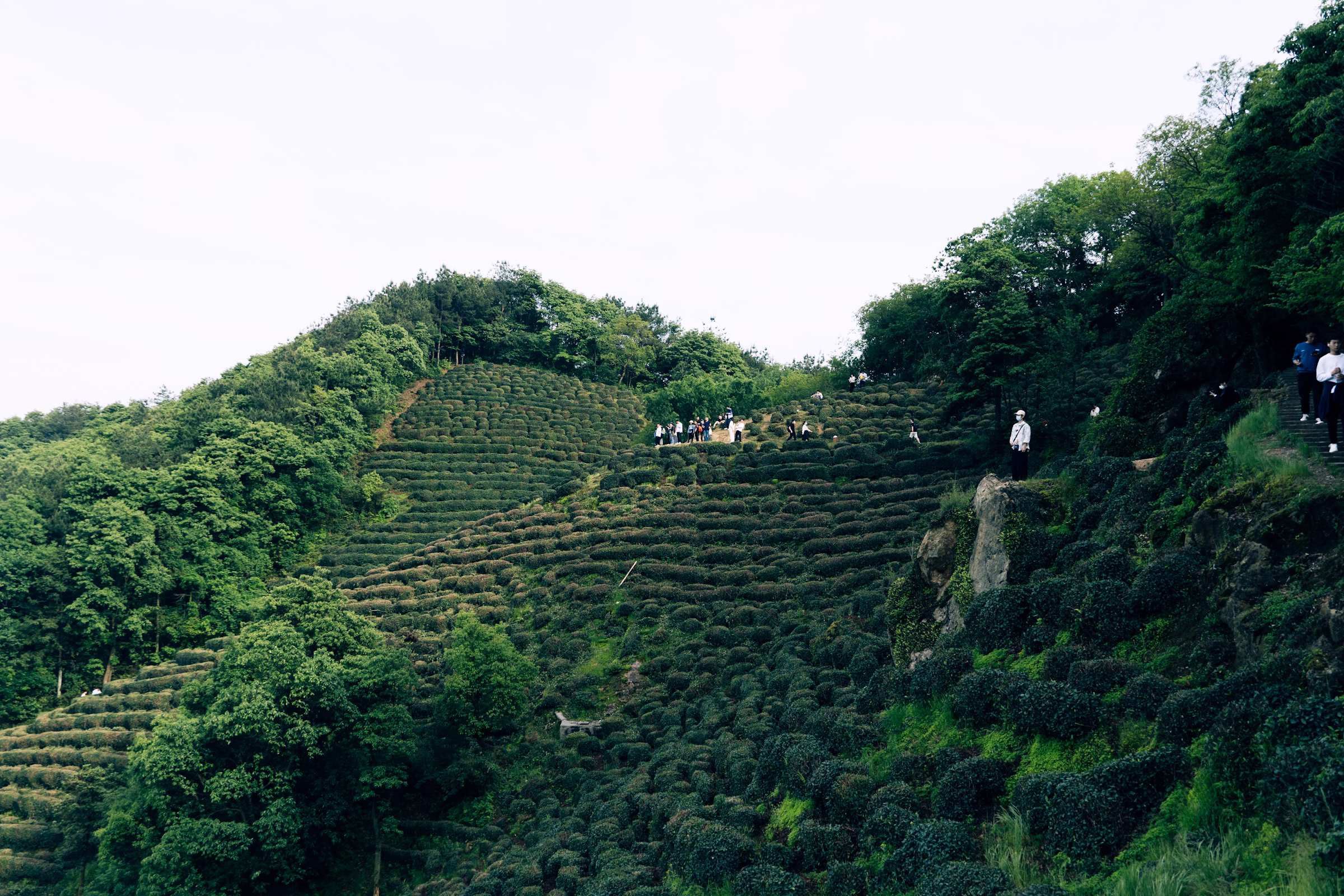 Hangzhou — Calm, Tea, and the World's Most Beautiful Lake private tour experience